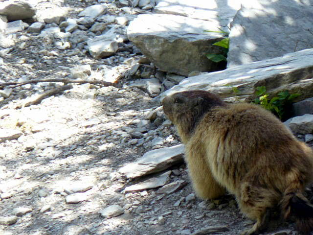 Marmotte sur le chemin de Platé, à Passy (cliché Stéphane Théry, juillet 2012)