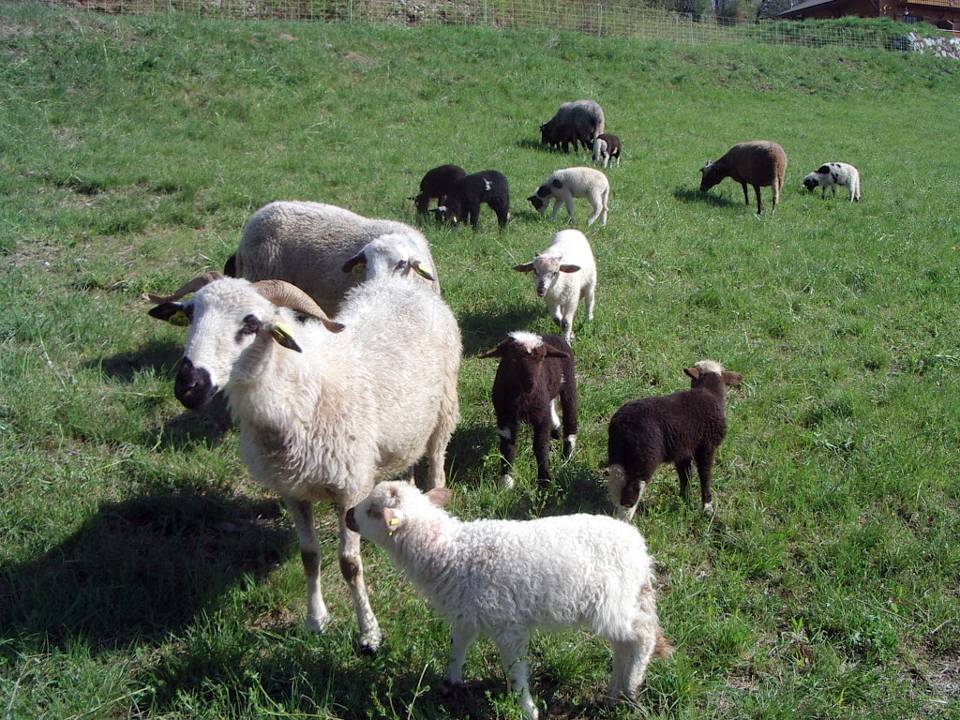 Moutons à Maffrey, avant la montée en alpage (cliché Bernard Théry, avril 2011)