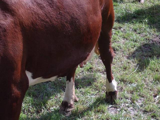 Vache d’Abondance de la ferme de la Frasse, à Chedde, en mai 2011 (cliché Bernard Théry)