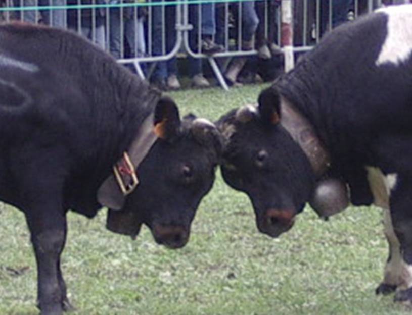 Vaches de la race Hérens, en lutte pour le combat des reines à Servoz, 26 septembre 2010 (cliché Bernard Théry)