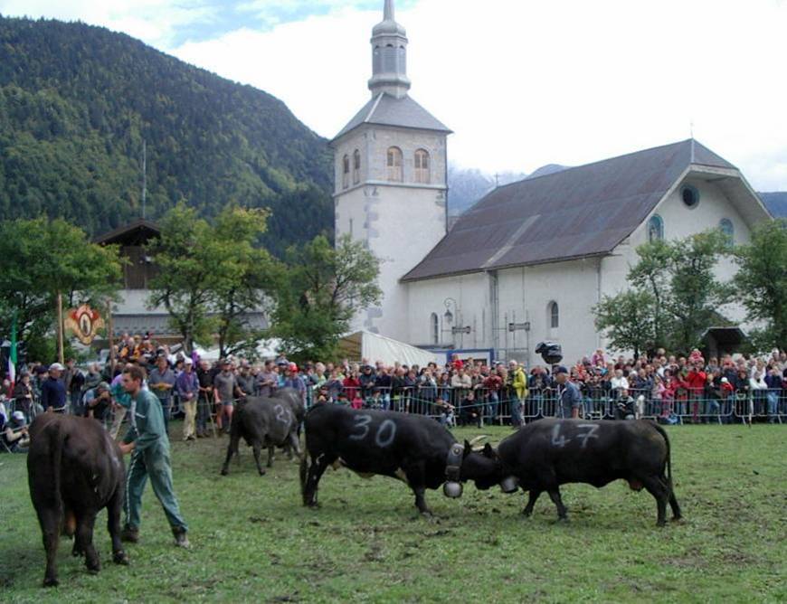 Vaches de la race Hérens, en lutte pour le combat des reines à Servoz, 26 septembre 2010 (cliché Bernard Théry)