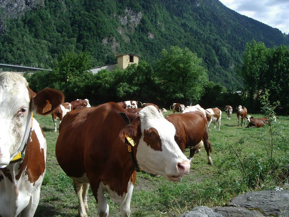 Vaches de la race d’Abondance et leurs « lunettes de soleil » à la ferme de la Frasse, avant la montée en alpage  (Cliché Bernard Théry, Passy, mai 2011)