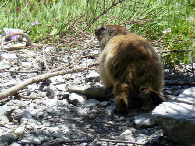 Marmotte rencontrée sur le chemin qui monte au désert de Platé (cliché Stéphane Théry, juillet 2012)