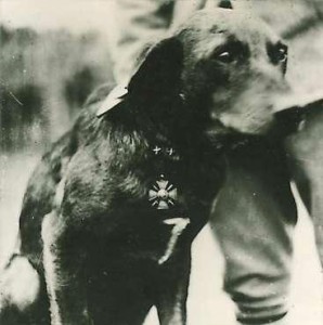 Un exemple de chien décoré en 14-18, Charlot (site dupuyblogspotcom) 